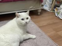 Ücretsiz sahiplendirme van kedimiz