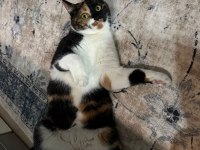 Kısır aşılı çipli ev kedisi