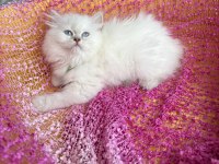 Ev Ortamından Kaliteli Erkek British Longhair Yavrular