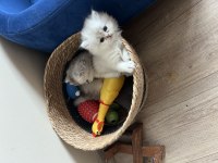 Teslime Hazır İran Kedisi Bebeklerimiz