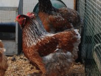 Blue porselen brahma kuluçkalık yumurta