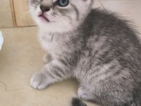 British Shorthair Yavrular Teslime Hazır