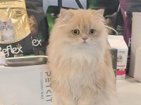 British Longhair Lilak Golden Cana Yakın Uysal