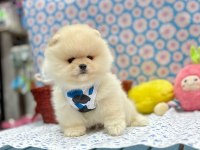 Safkan pomeranian boo ırkı yavrularımız