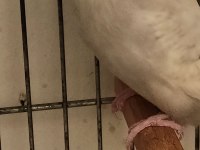 Dişi Damızlık Muhabbet Kuşu