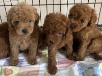 Toy Poodle Bebekleri