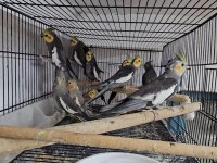 Yavru Ve Takım Papağanlar