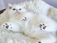 Saf Güzellikte Silver British Shorthair Ns1133