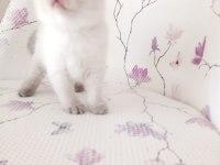 Bal Küpü Kar Topu Scottish Fold Bebekler