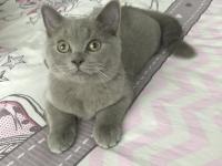 3 aylık erkek british shorthair acil