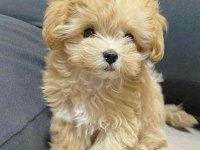 Adrese Teslim Ve Kapıda Ödeme Mevcut Maltipoo