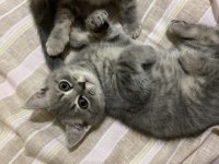 2 Aylık Scottish Straight Bebek