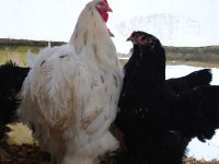 Black Modled Brahma Kuluçkalık Yumurta