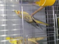 Yavru Sultan Papağanımız