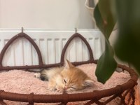 Golden Yeşil Mavi Göz Mükemmel Bebek Kedilerim