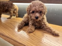 Tuvalet Eğitimli Evde Büyüyen Poodle Yavrular