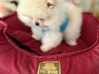 Teacup Ayıcık Pomeranian