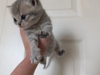 Kedilerimiz yeni yuvalarını arıyorlar