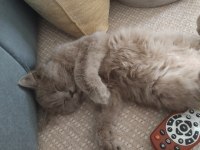 Chinchilla Kedimi Sahiplendirmek İstiyorum