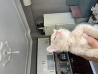 Scottish Ve British Yavrular