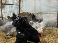 Black Blue Brahma Kuluçkalık Yumurta Ve Civciv