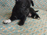 47 Günlük Elma Kafa Chihuahua Yavrular..