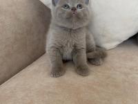 Saf Kan Lilac British Shorthair Bebeklerim