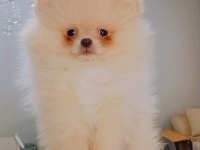 Pomeranian Boo Erkek