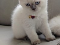 Bayram şekeri kedimiz