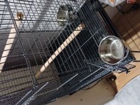 Full Evcil 6 Aylık Yavru Senegal Papağanı