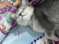 2 Aylık British Shorthair Bebekler