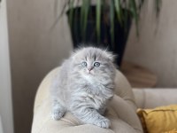 Ayı Surat Scottish Fold Longhair Yavrum