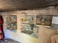 Komple Kuş Üretimhanem Sahiplendirilecektir