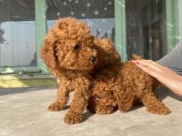 Red Brown Toy Poodle Bebeklerim