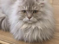 Uysal ve oyuncu british longhair