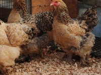 Buff barret brahma kuluçkalık yumurta