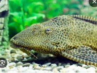 A kalitesi iki adet büyüyebilen vatoz