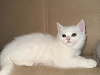 Beyaz İki Yavru Kedimiz Sahiplendirilecektir