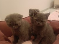 British kedi ve scottish kediler