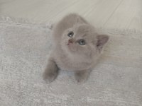 Show Kalite Bebek Kediler