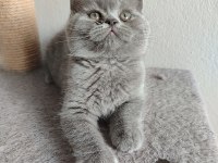 Ayı Surat Safkan Son British Shorthair Yavrumuz