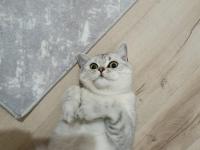 Hürrem dişi 11 aylık british shorthair