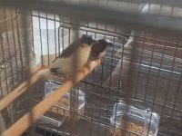 Damızlık Yumurtalı Bengay