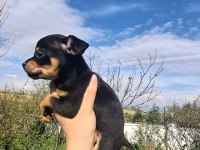 Teacup Dişi Chihuahua Bebekler