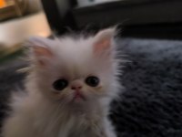 Safkan Exotic Long Ve Shorthair