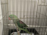 Satılık İskender Alexander Papağanı