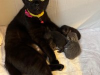 Güzel Kızımın Biricik Scottish Fold Yavruları