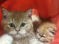 British Shorthair Turuncu Yavru