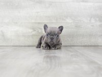 Exotic French Bulldog Yavruları