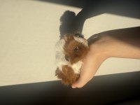 Yeni Doğmuş 2 Haftalık Yavru Guinea Pig